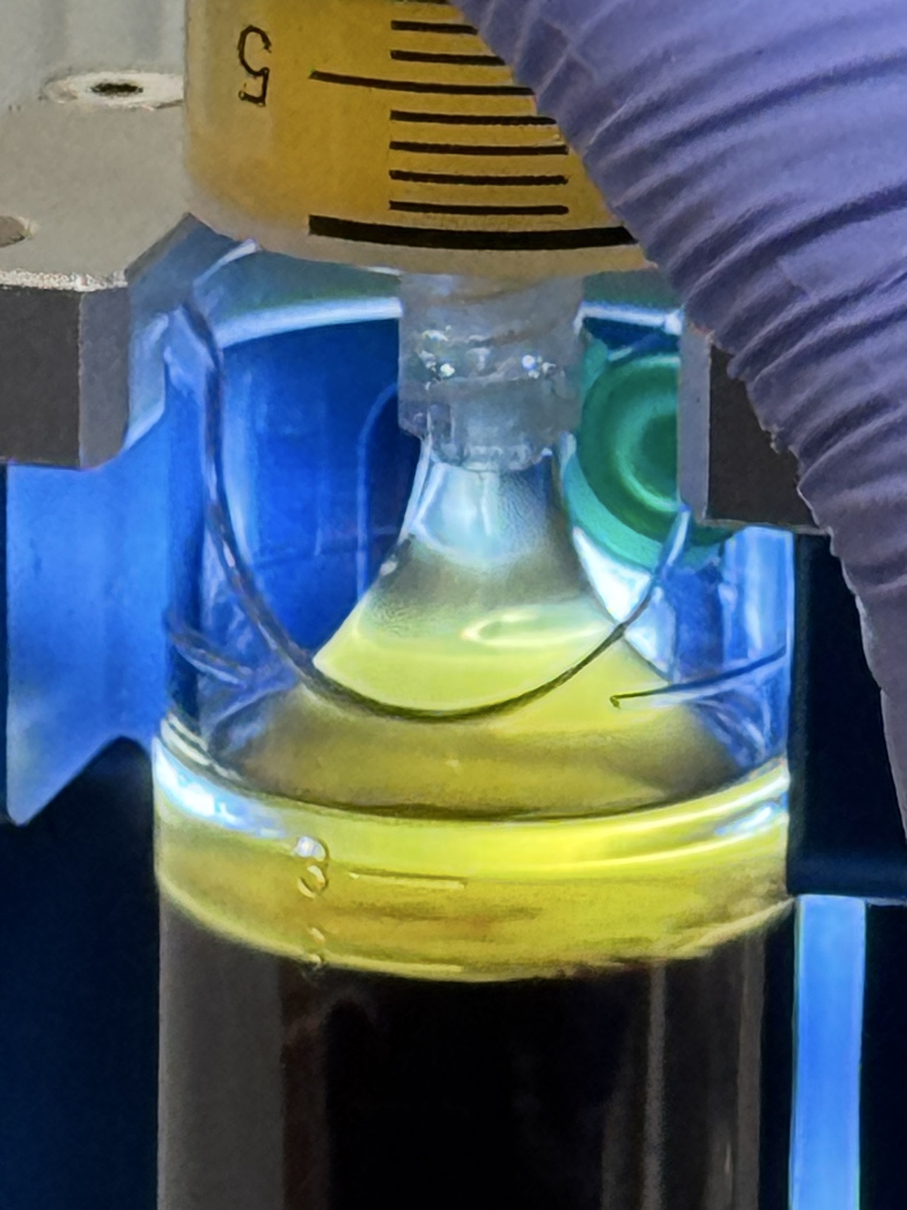 PRP separating in the collection tube: the golden platelet layer above the red blood cells